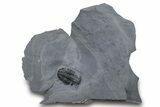 Asaphiscus Wheeleri Trilobite Molt - Utah #269703-1